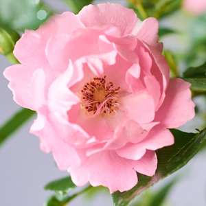 Sommerwind® - trandafiri - www.pharmarosa.ro
